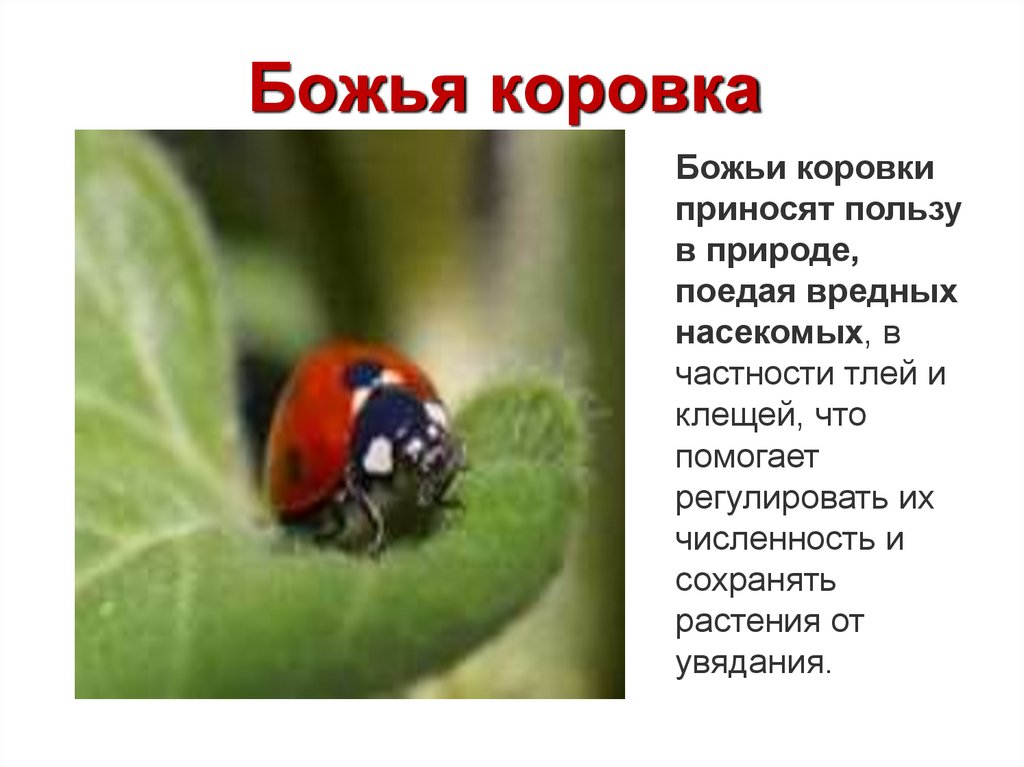 Божья коровка