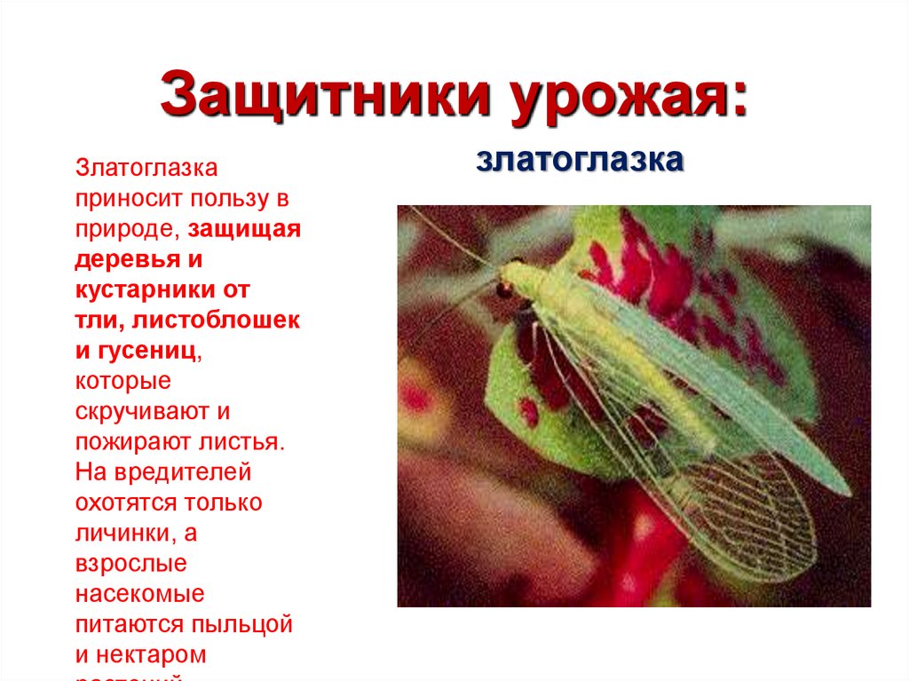 Защитники урожая: