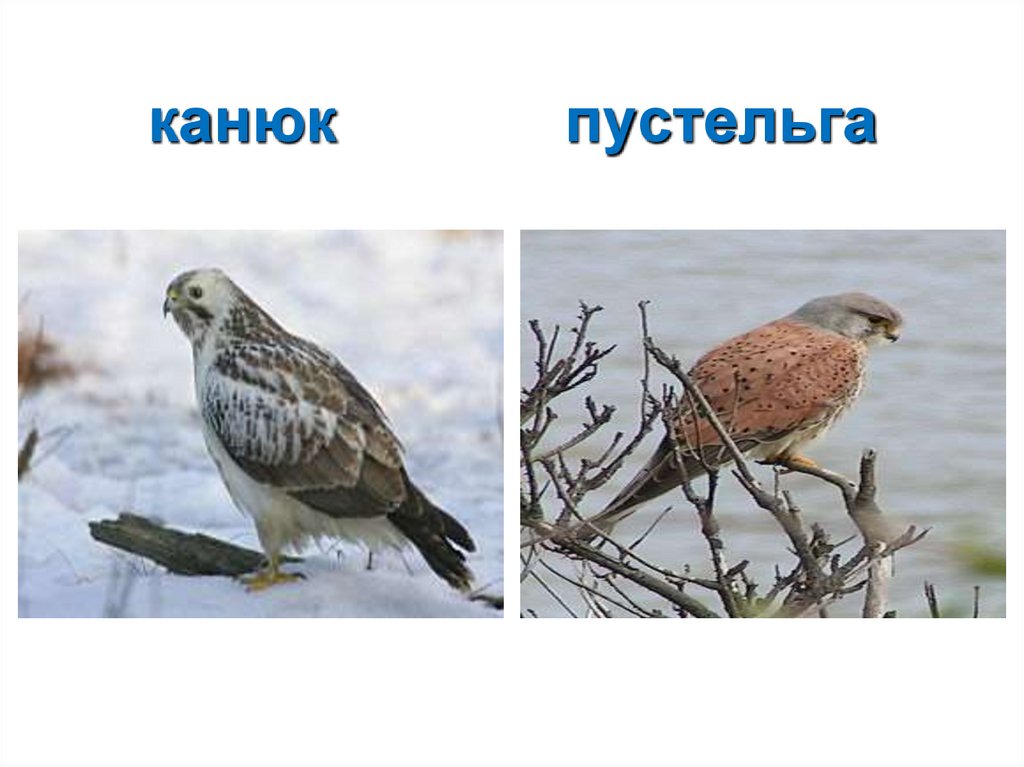 канюк пустельга