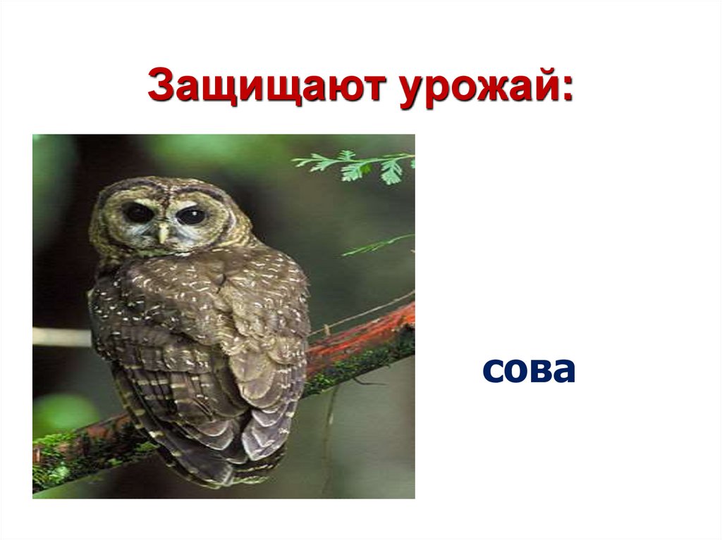 Защищают урожай: