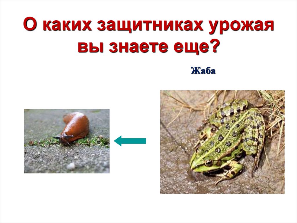 О каких защитниках урожая вы знаете еще?