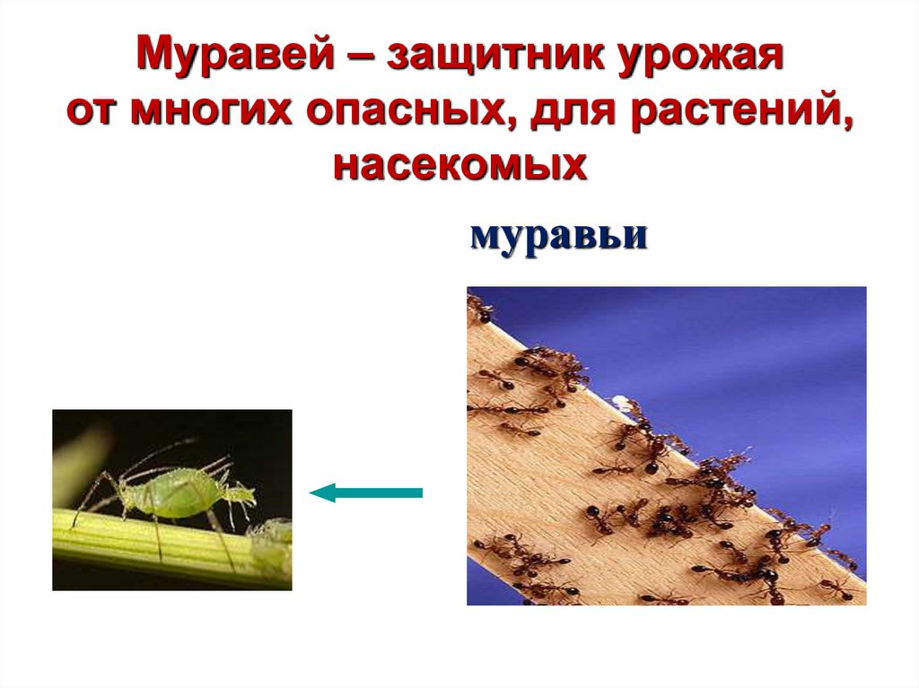Муравей – защитник урожая от многих опасных, для растений, насекомых