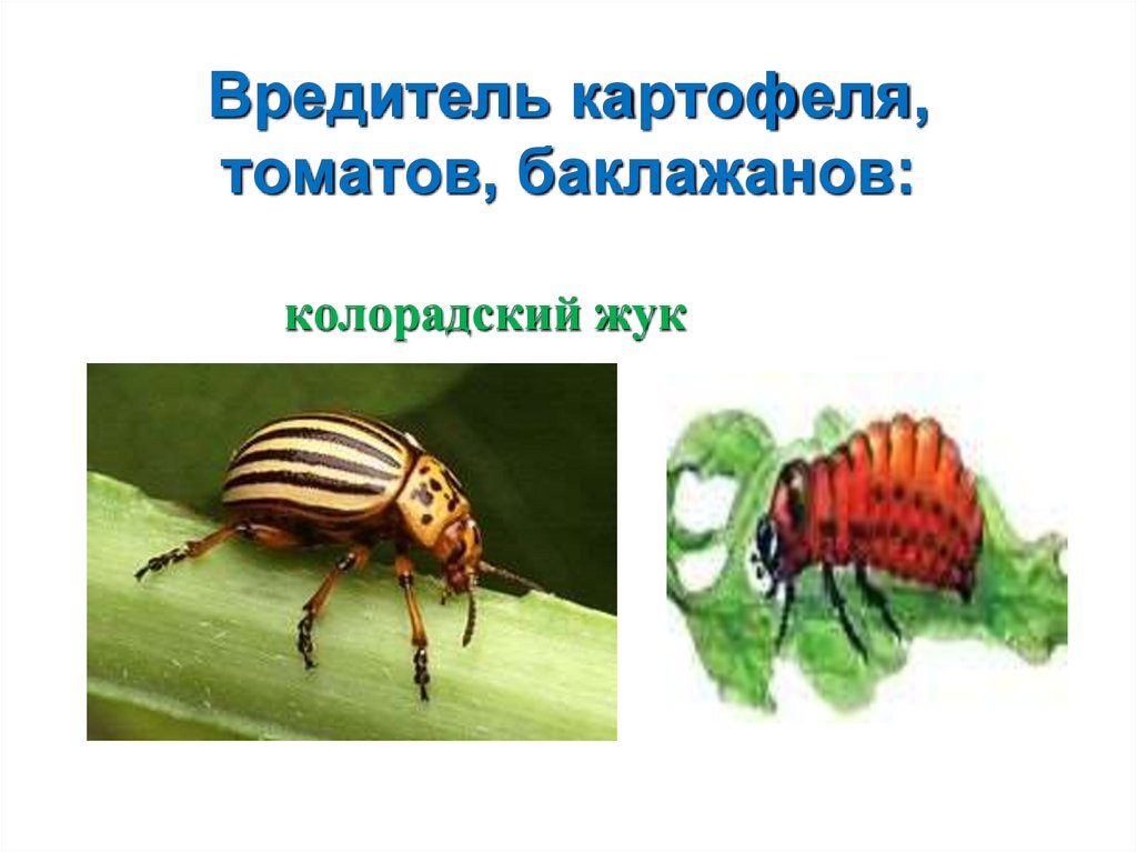 Вредитель картофеля, томатов, баклажанов: