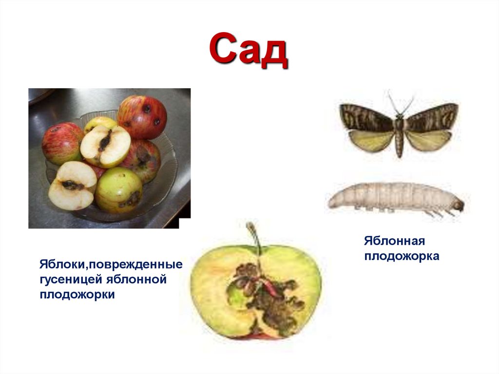 Сад