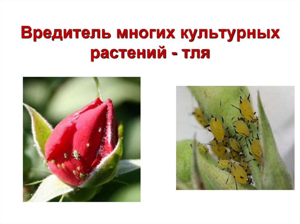 Вредитель многих культурных растений - тля