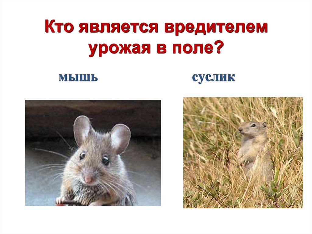 Кто является вредителем урожая в поле?