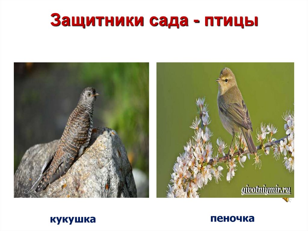 Защитники сада - птицы