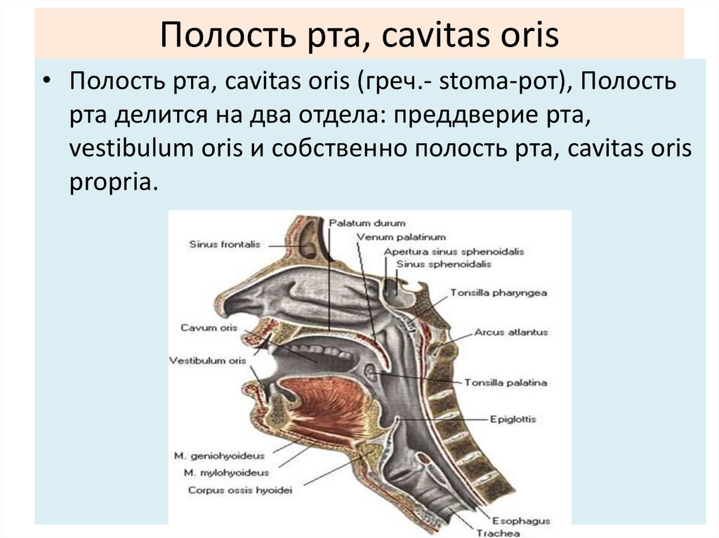 Полость рта, cavitas oris