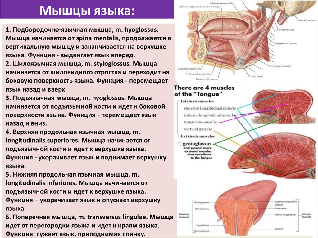Мышцы языка:
