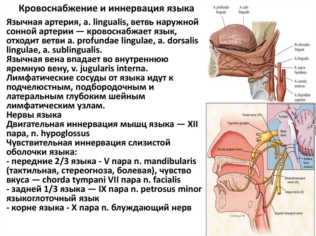 Кровоснабжение и иннервация языка
