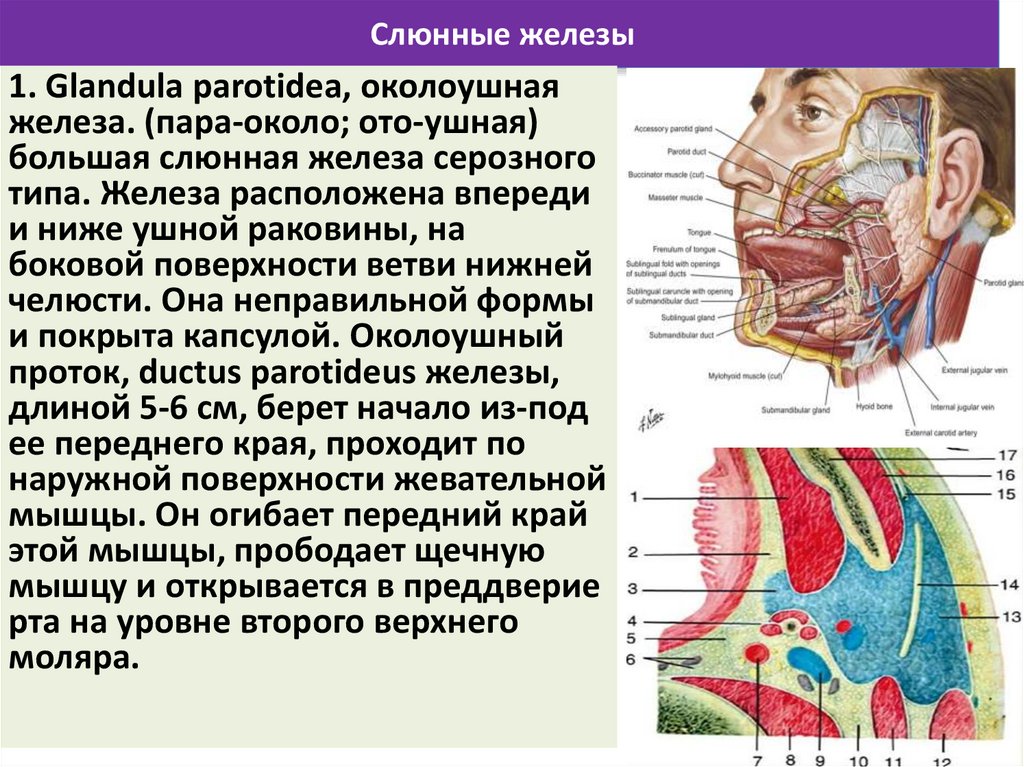  Слюнные железы