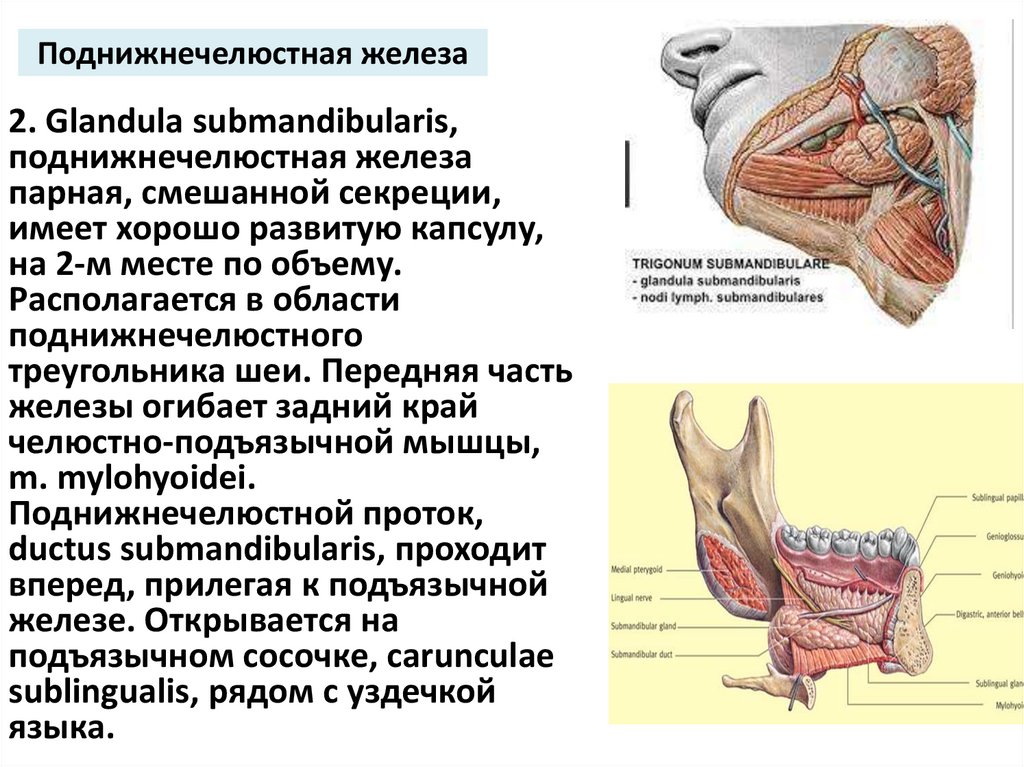 Поднижнечелюстная железа