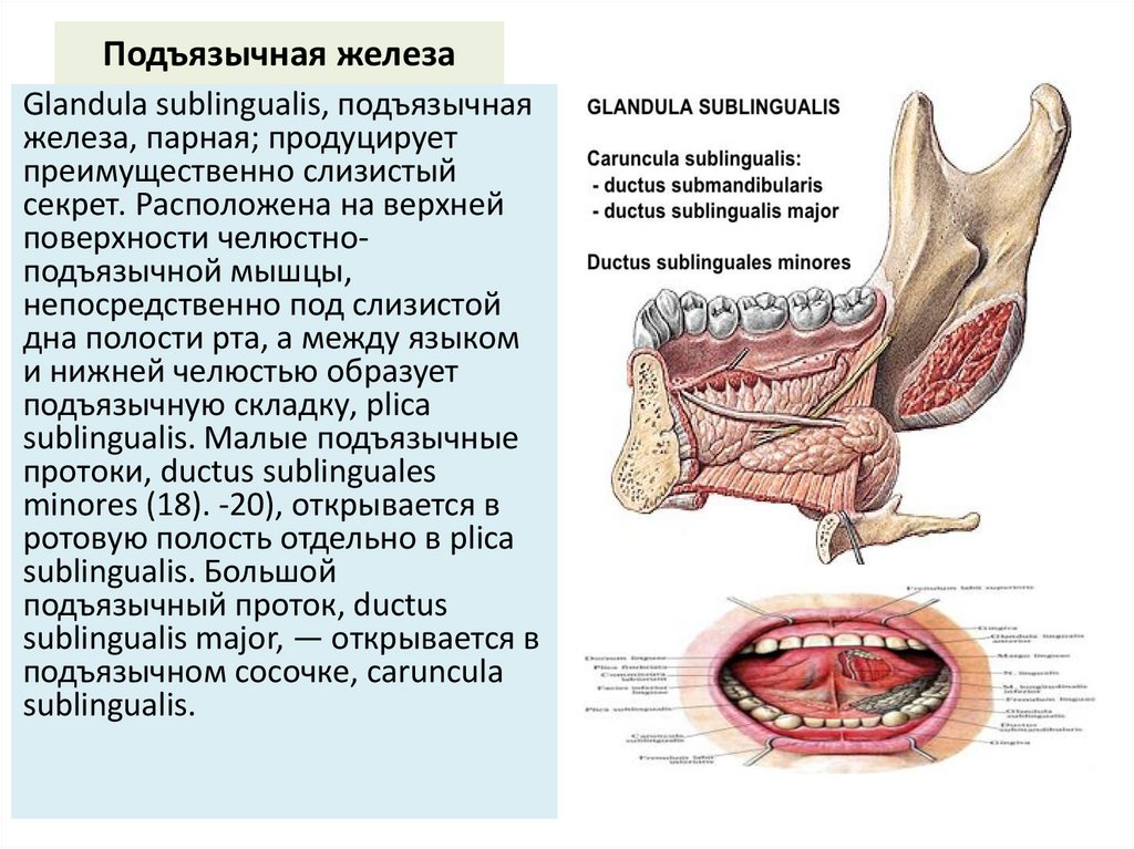 Подъязычная железа