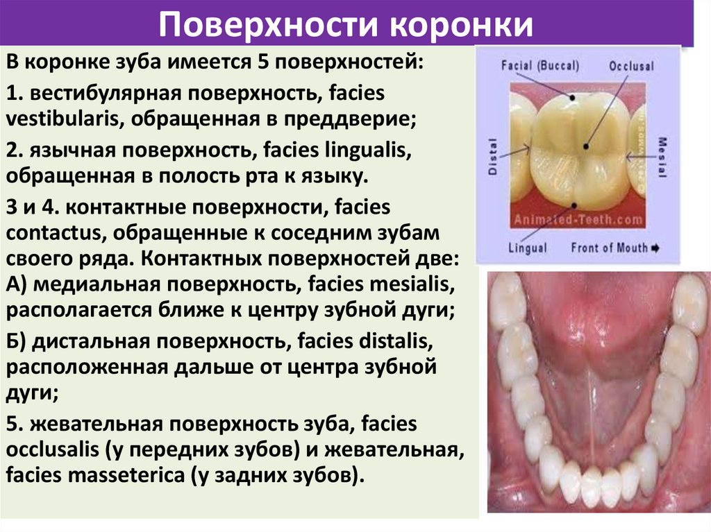 Поверхности коронки