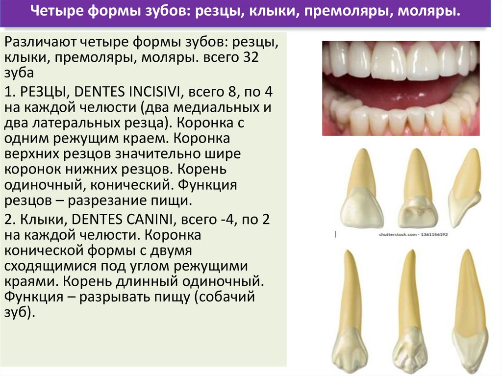 Четыре формы зубов: резцы, клыки, премоляры, моляры.