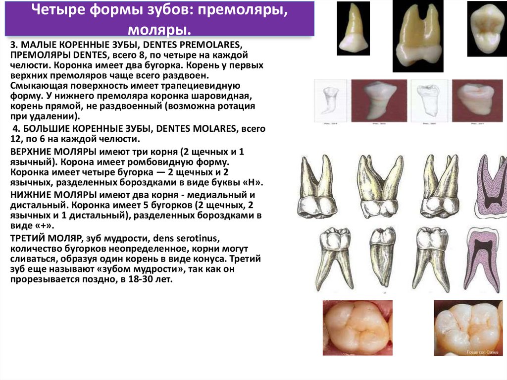 incisors, fangs, premolars, molars.