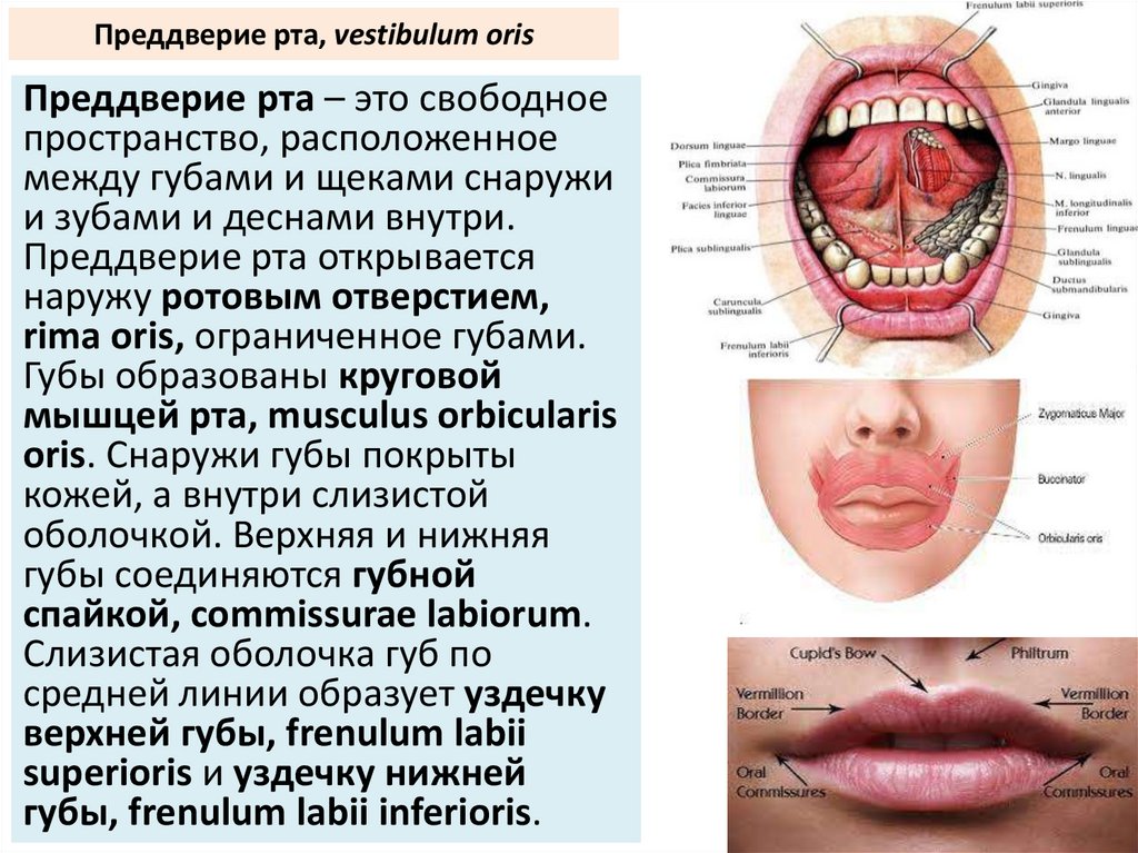 Преддверие рта, vestibulum oris
