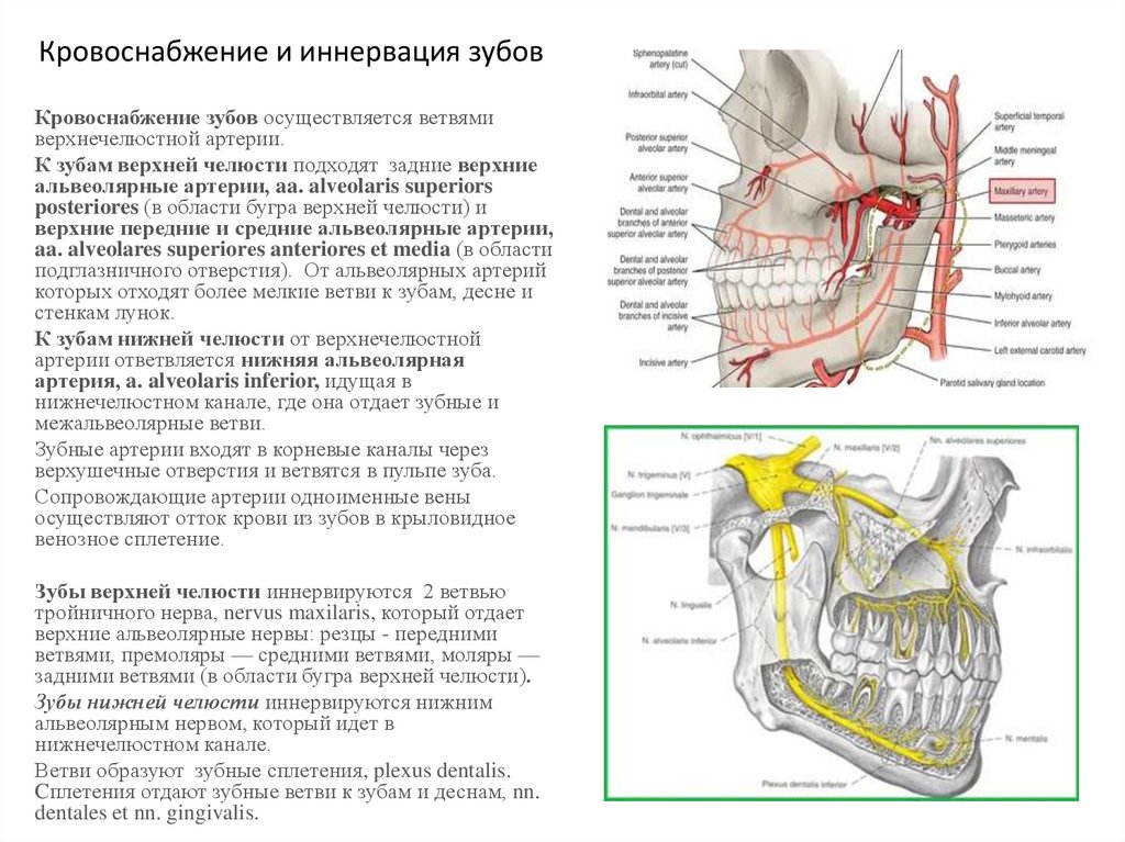 Кровоснабжение и иннервация зубов
