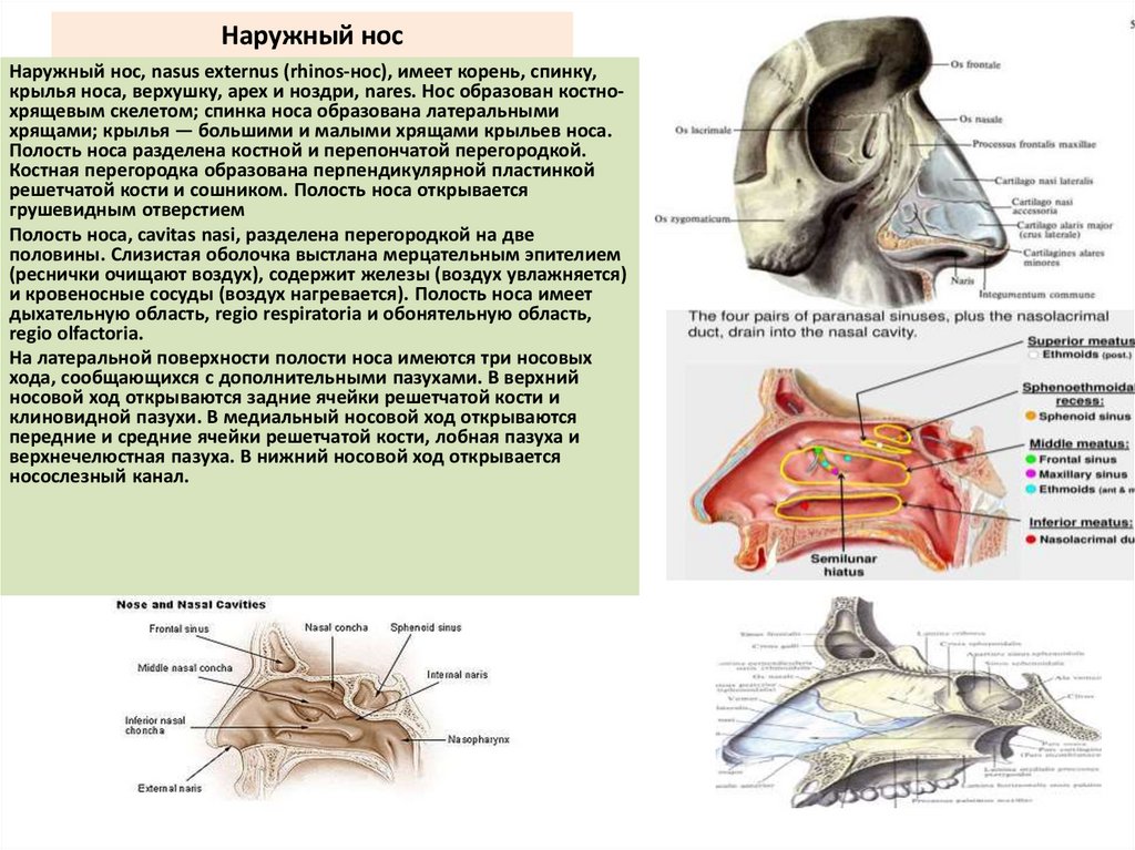 Наружный нос
