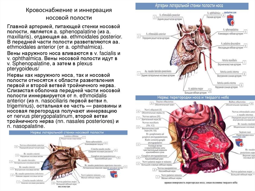 Кровоснабжение и иннервация носовой полости