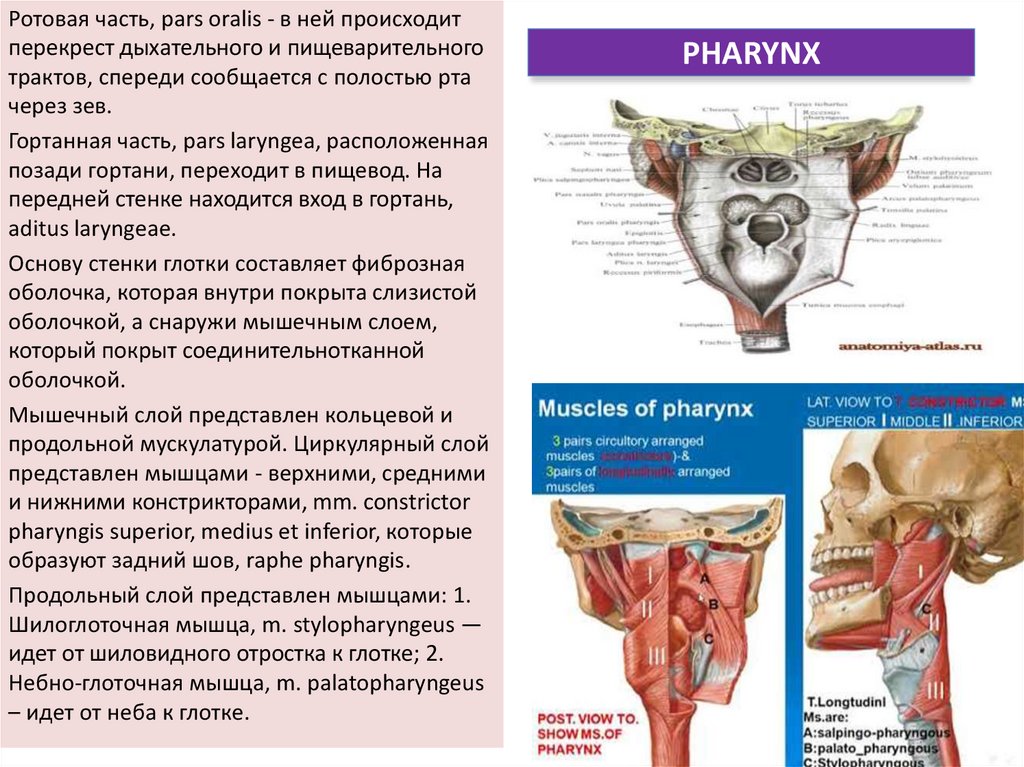 PHARYNX