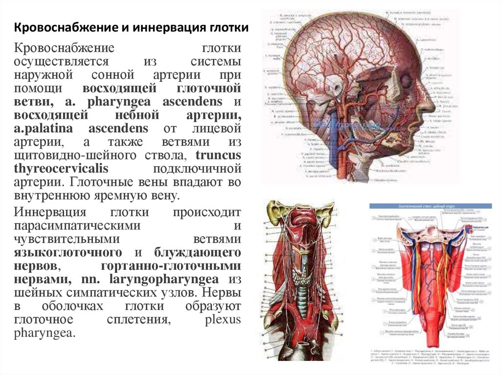 Кровоснабжение и иннервация глотки