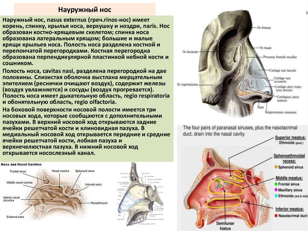 Науружный нос