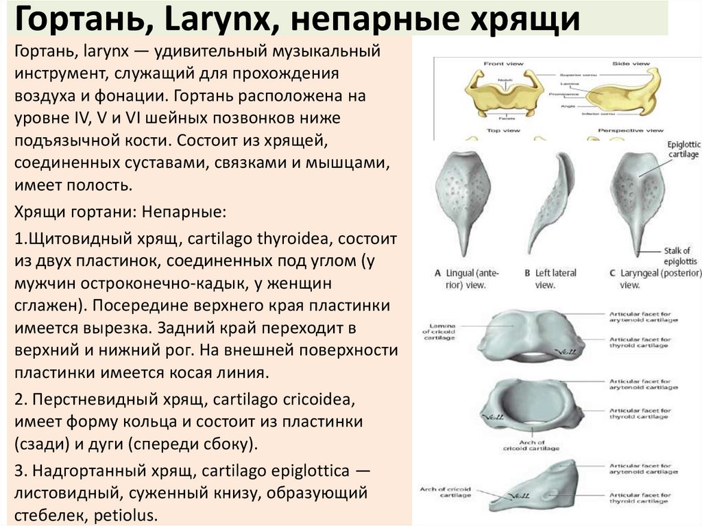 Гортань, Larynx, непарные хрящи