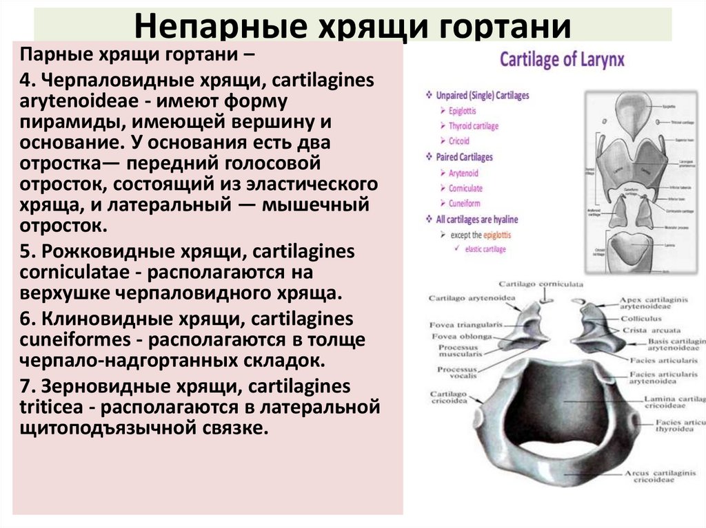 Непарные хрящи гортани