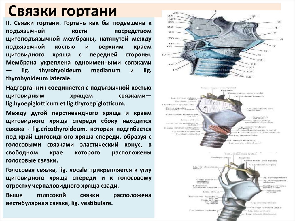 Связки гортани