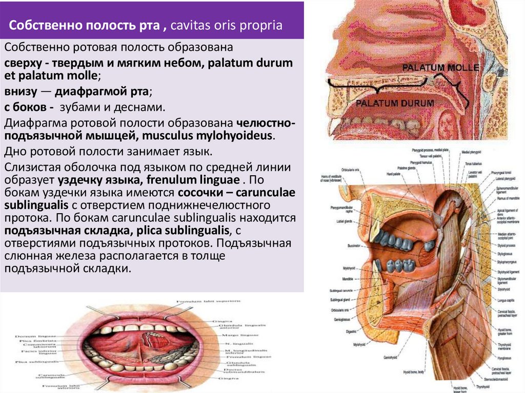 Собственно полость рта , cavitas oris propria