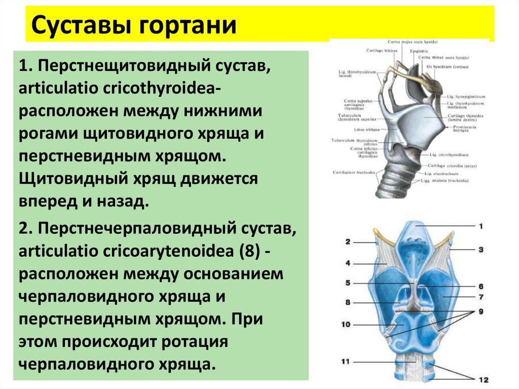 Суставы гортани