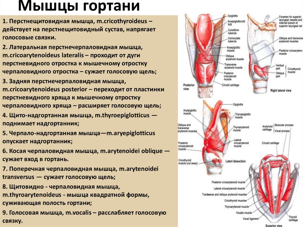 Мышцы гортани