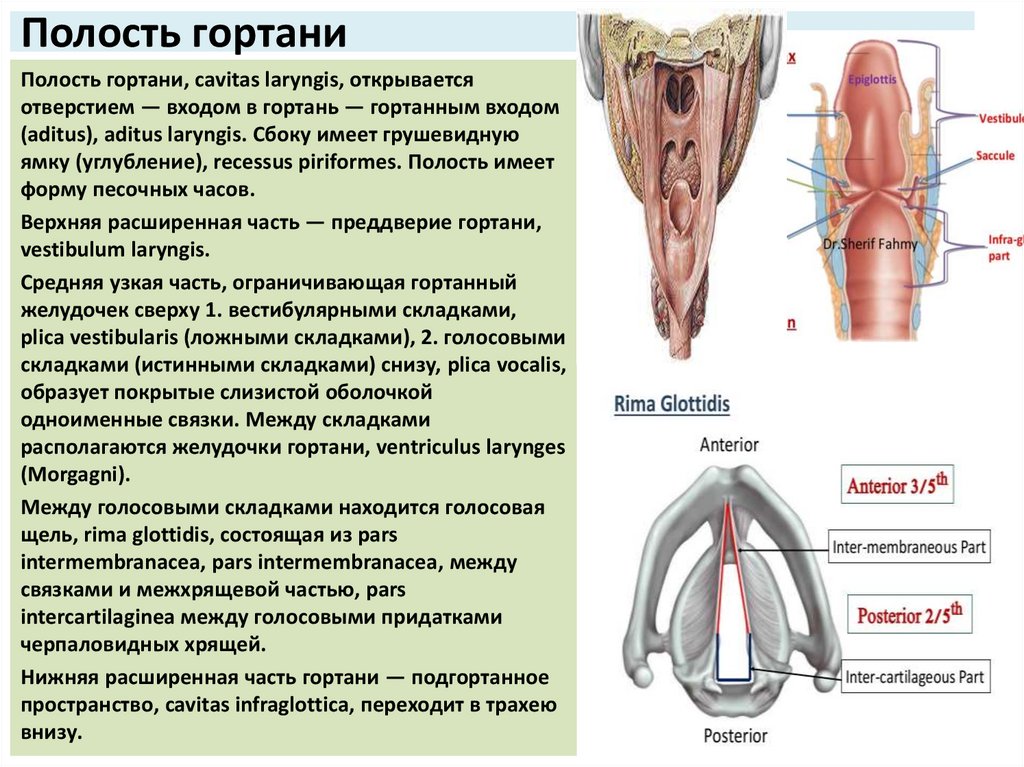 Полость гортани