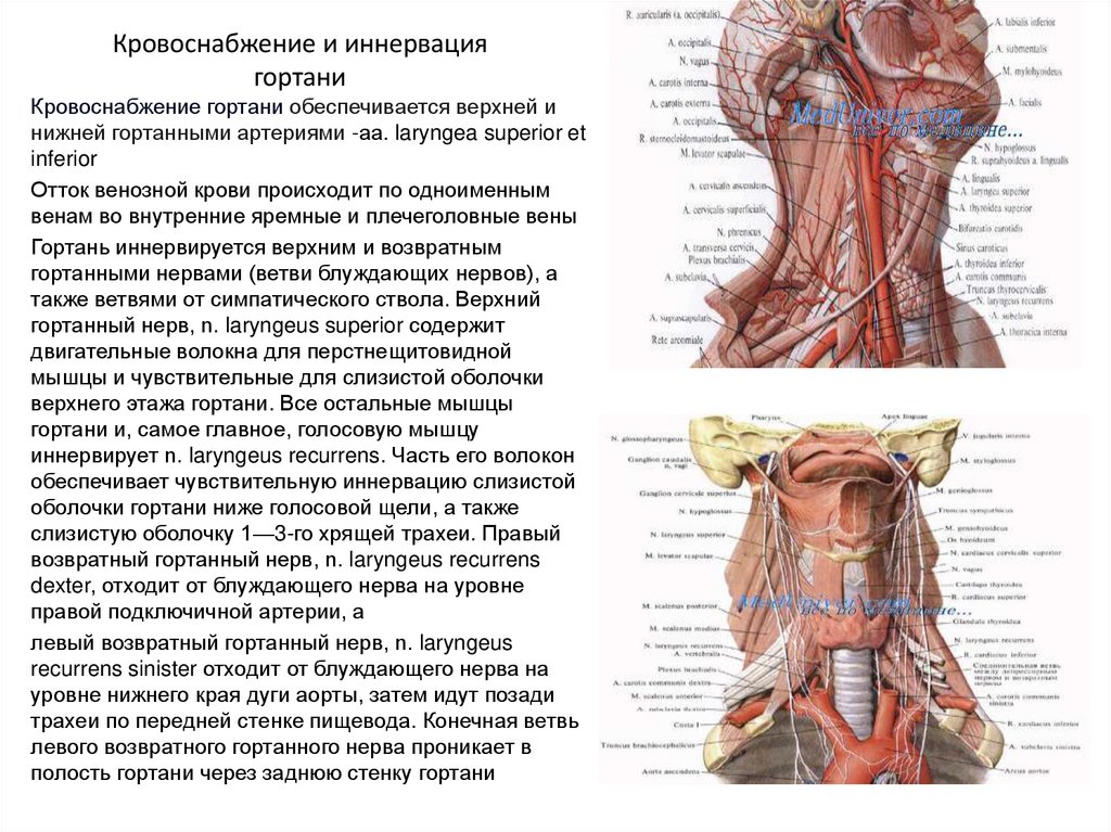 Кровоснабжение и иннервация гортани