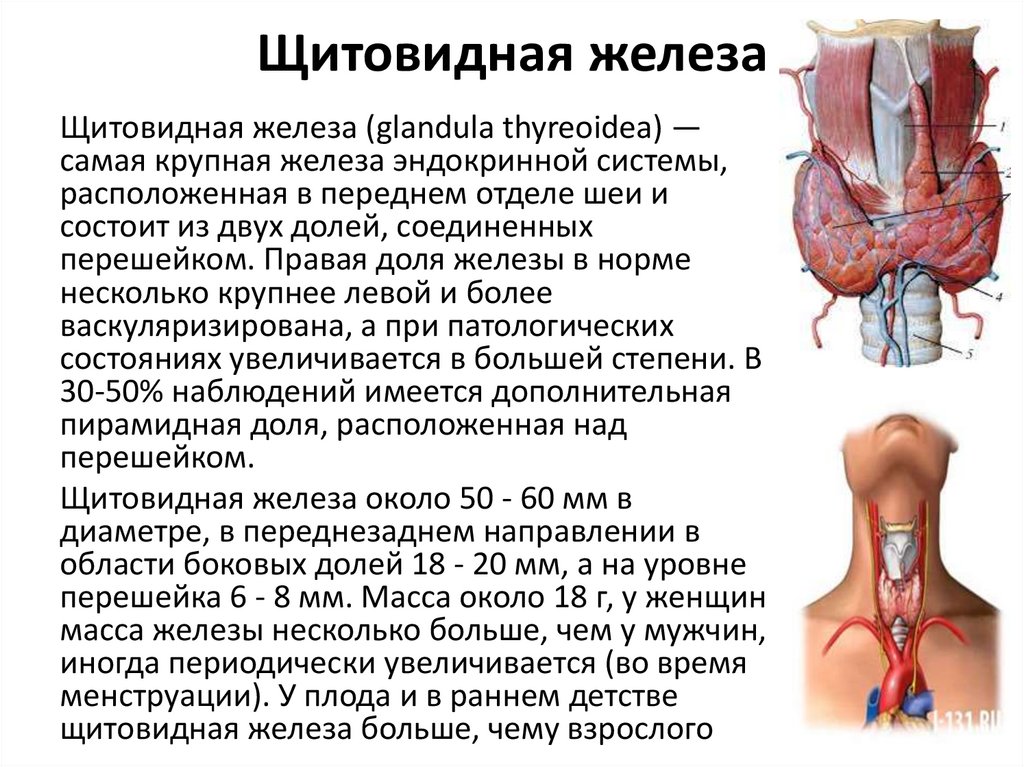 Щитовидная железа