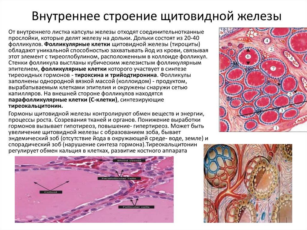 Внутреннее строение щитовидной железы