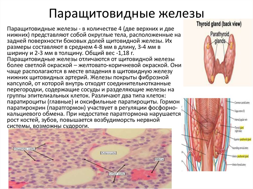 Паращитовидные железы