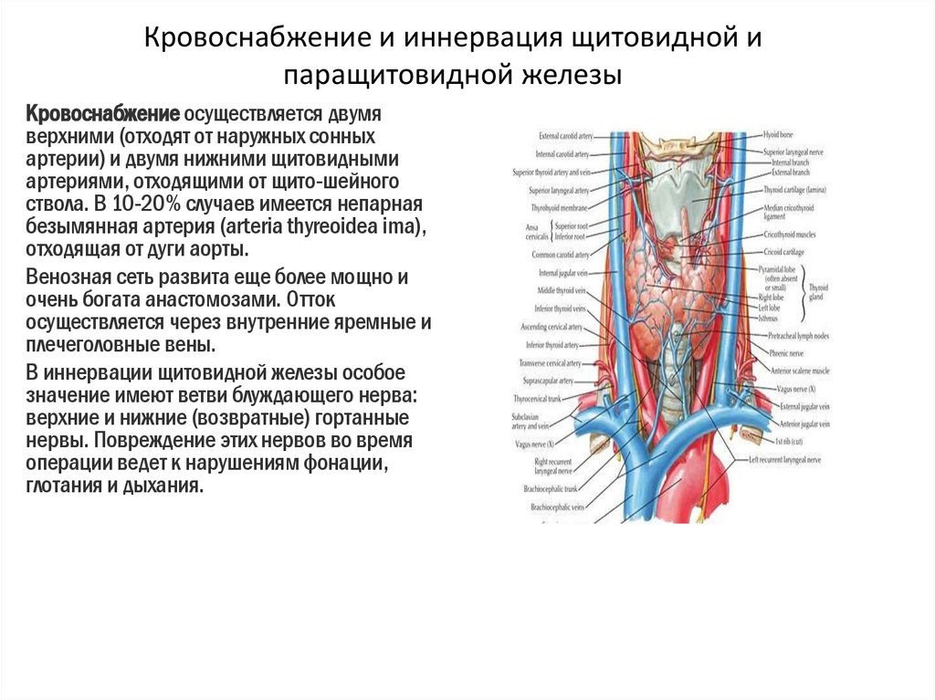 Кровоснабжение и иннервация щитовидной и паращитовидной железы