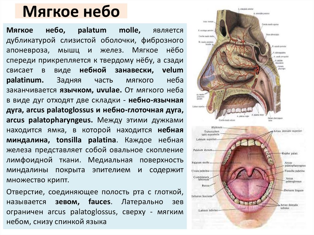 Мягкое небо