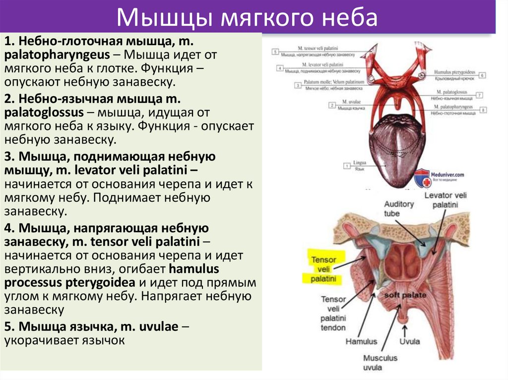 Мышцы мягкого неба