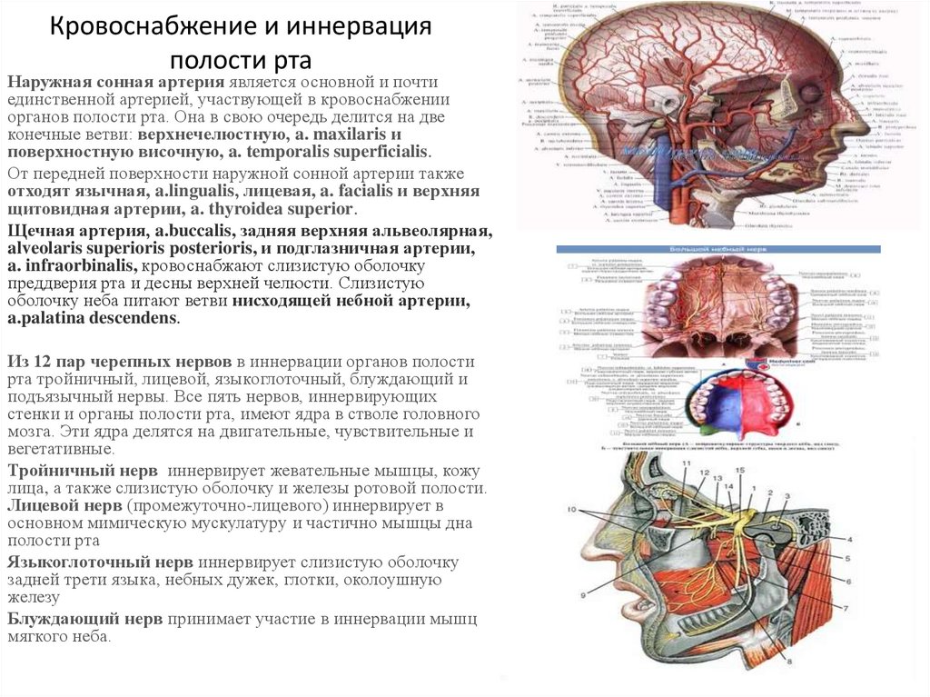 Кровоснабжение и иннервация полости рта