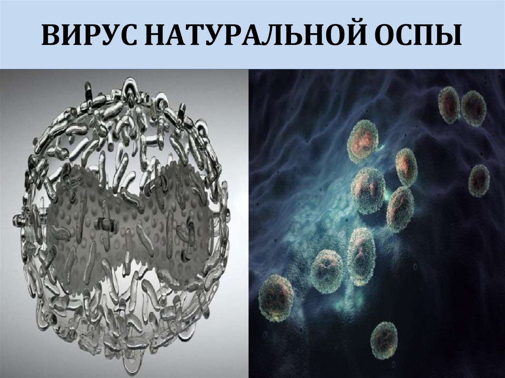 ВИРУС НАТУРАЛЬНОЙ ОСПЫ