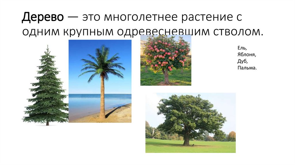 Дерево — это многолетнее растение с одним крупным одревесневшим стволом.