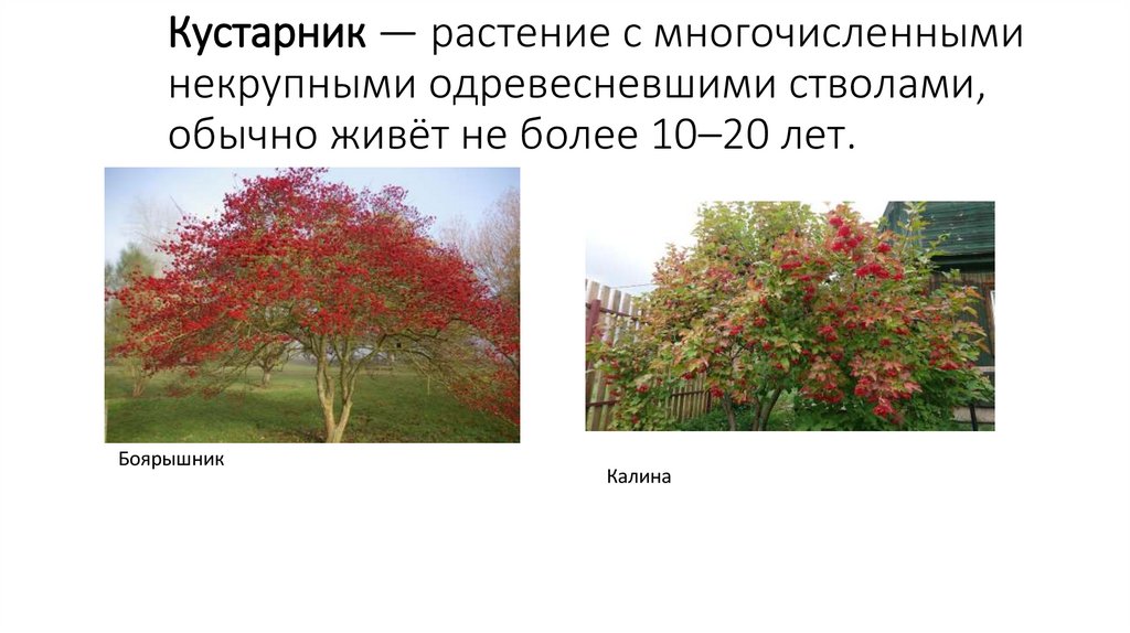 Кустарник — растение с многочисленными некрупными одревесневшими стволами, обычно живёт не более 10–20 лет.