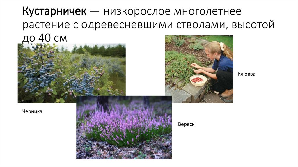 Кустарничек — низкорослое многолетнее растение с одревесневшими стволами, высотой до 40 см