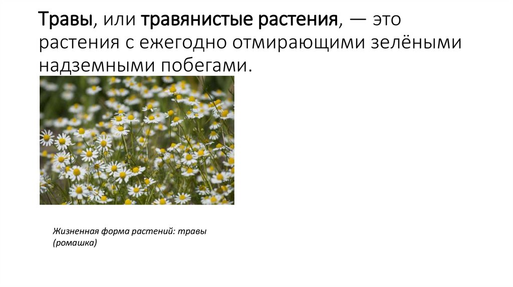 Травы, или травянистые растения, — это растения с ежегодно отмирающими зелёными надземными побегами.