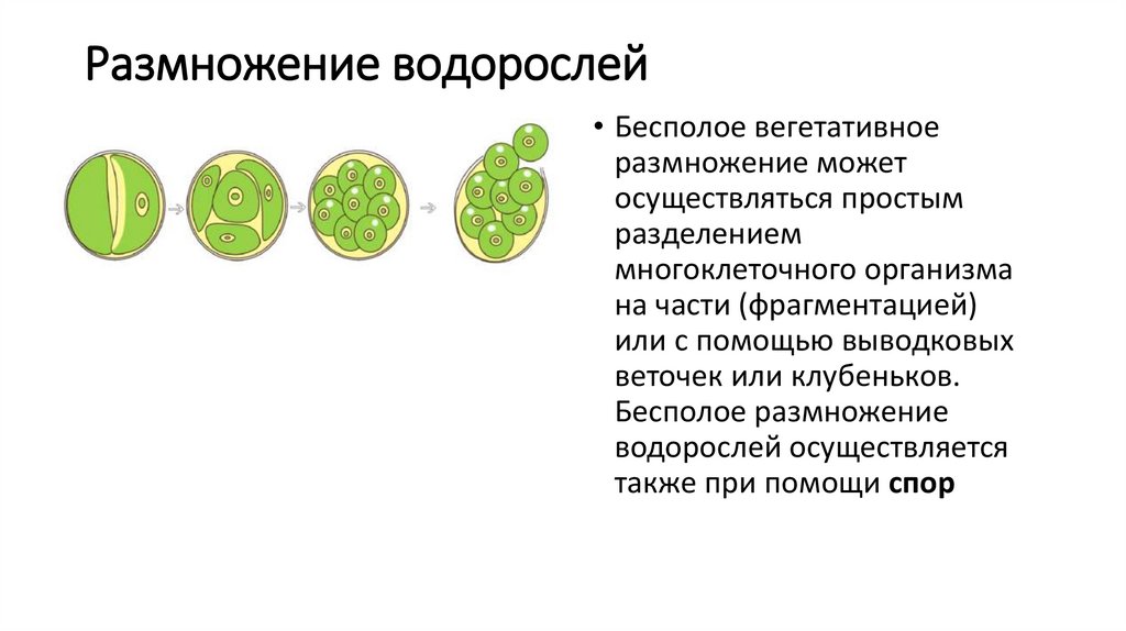 Размножение водорослей