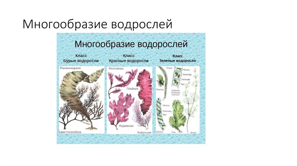 Многообразие водрослей