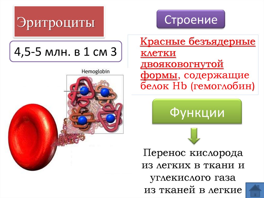 Эритроциты